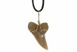Fossil Mako Tooth Necklace - Bakersfield, California #95251-2